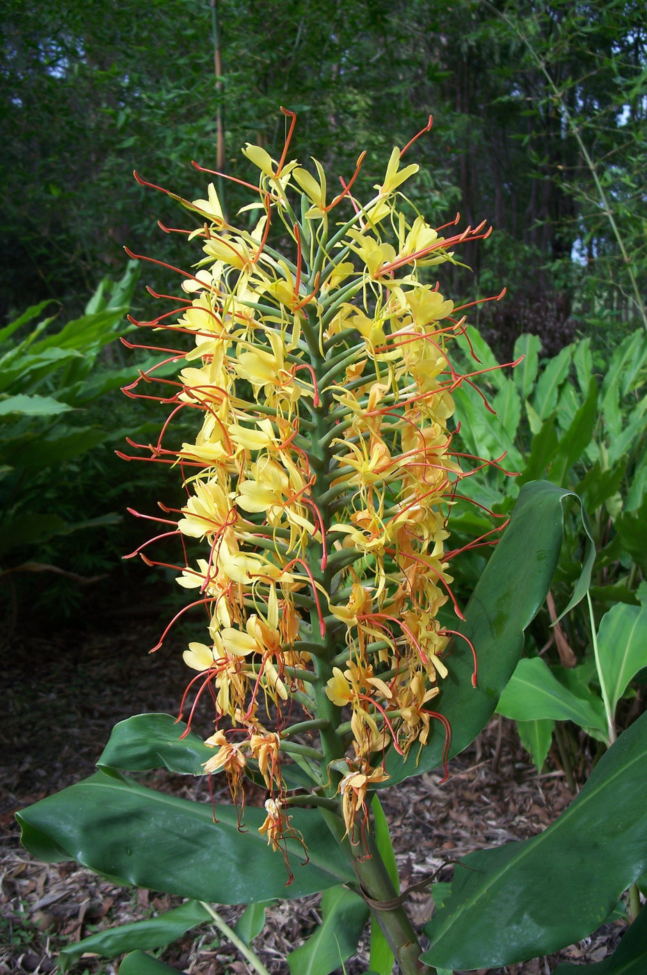 Kahili Ginger