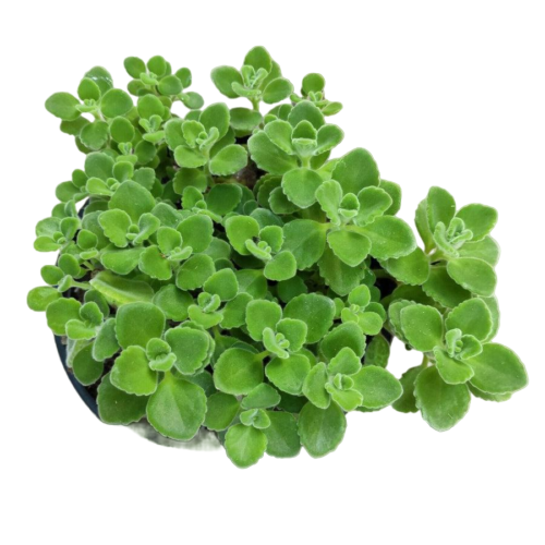 Vicks Plant