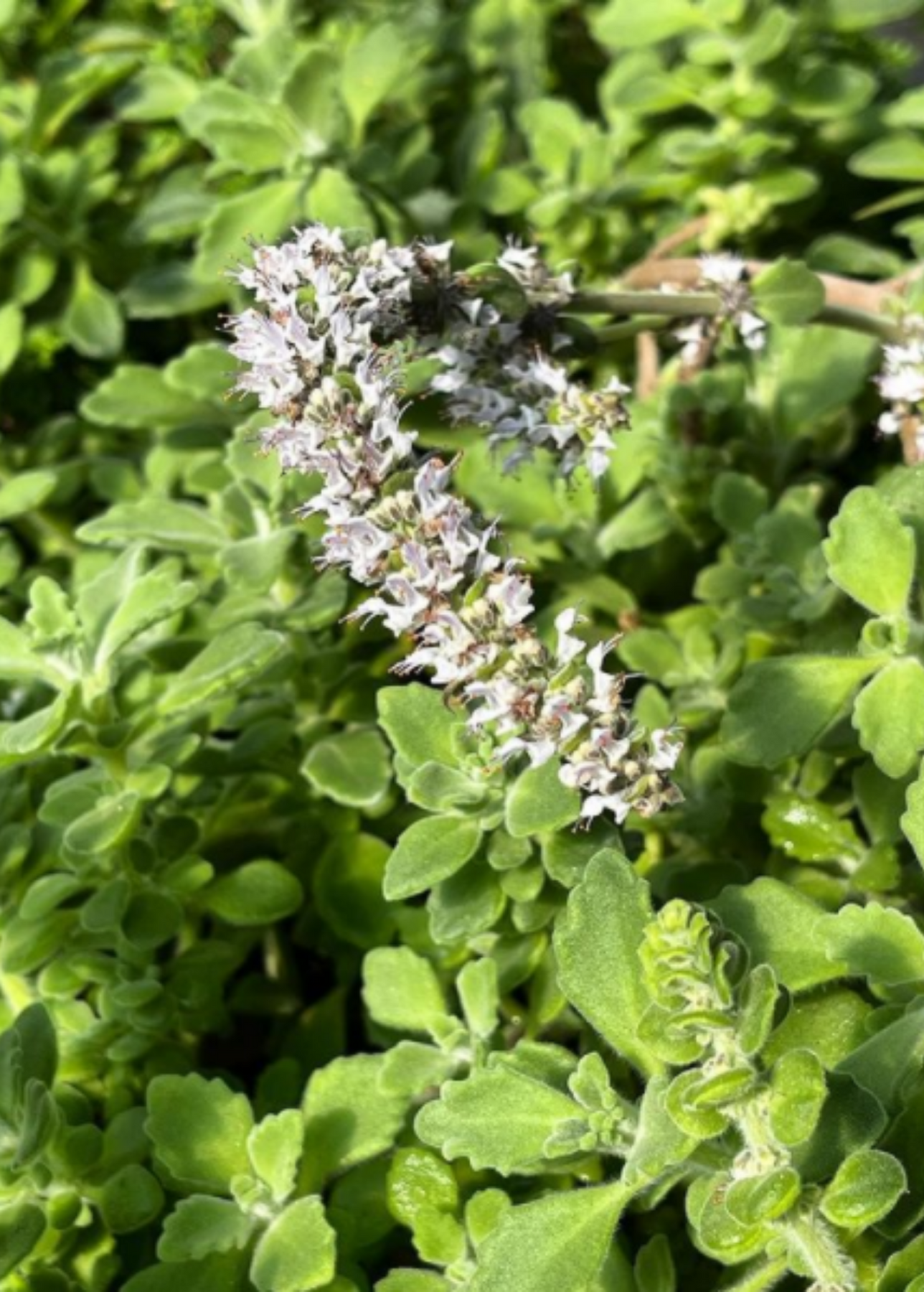 Vicks Plant 