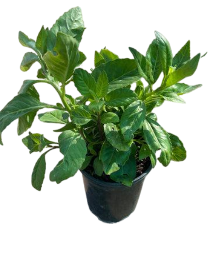 Longevity Spinach