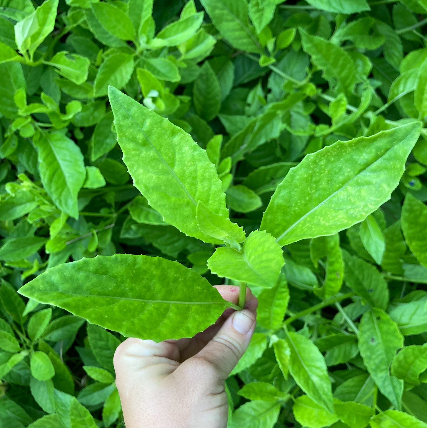 Longevity Spinach