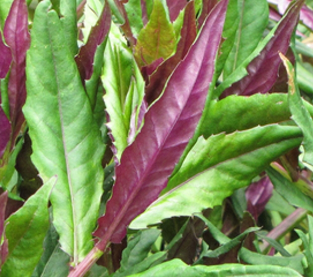 Okinawa Spinach