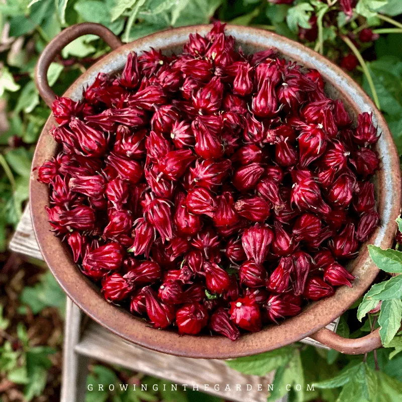 Roselle Hibiscus