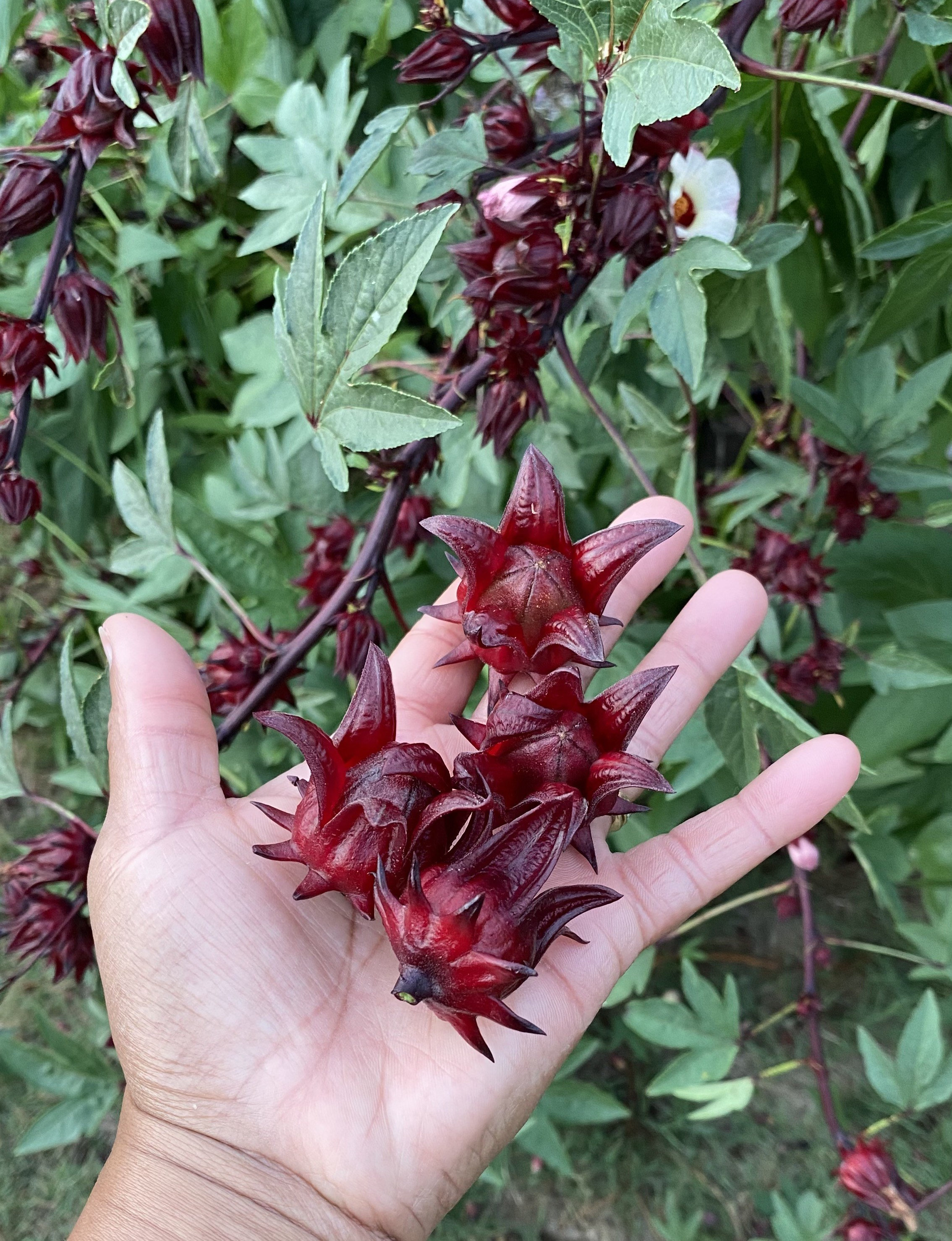 Roselle Hibiscus