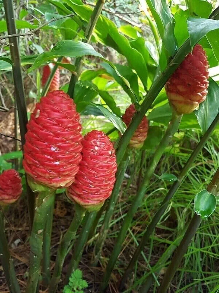 Shampoo Ginger