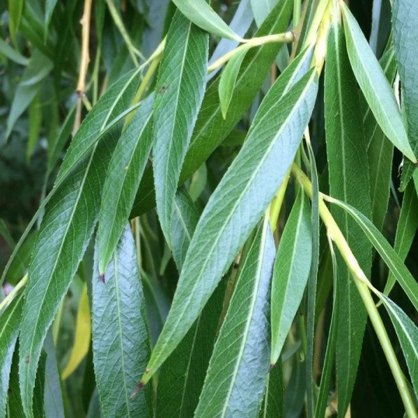 Weeping Willow