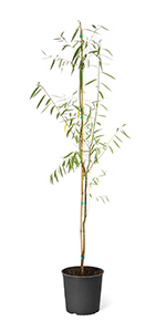 Weeping Willow