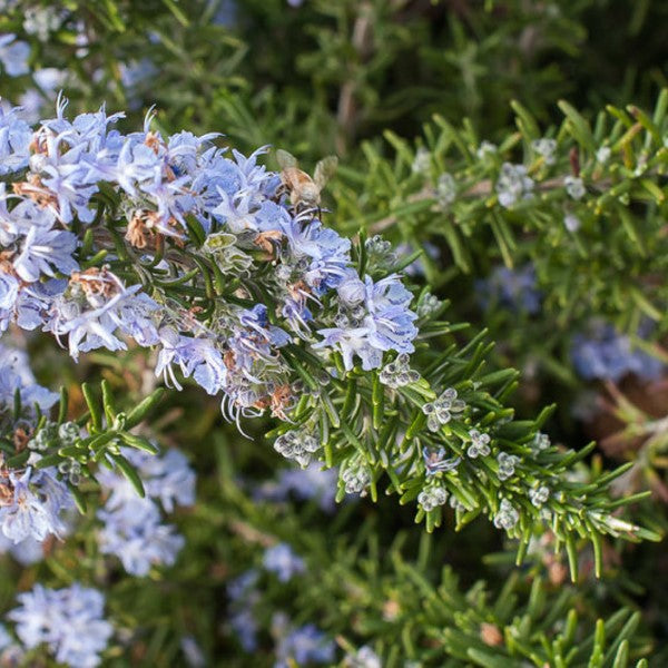 Trailing Rosemary