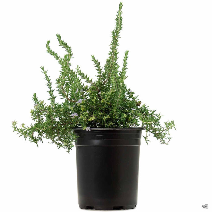 Trailing Rosemary