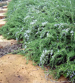 Trailing Rosemary