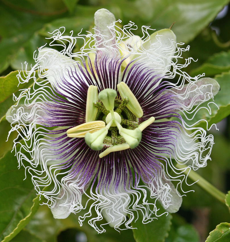 Passion Fruit 'Frederick' 