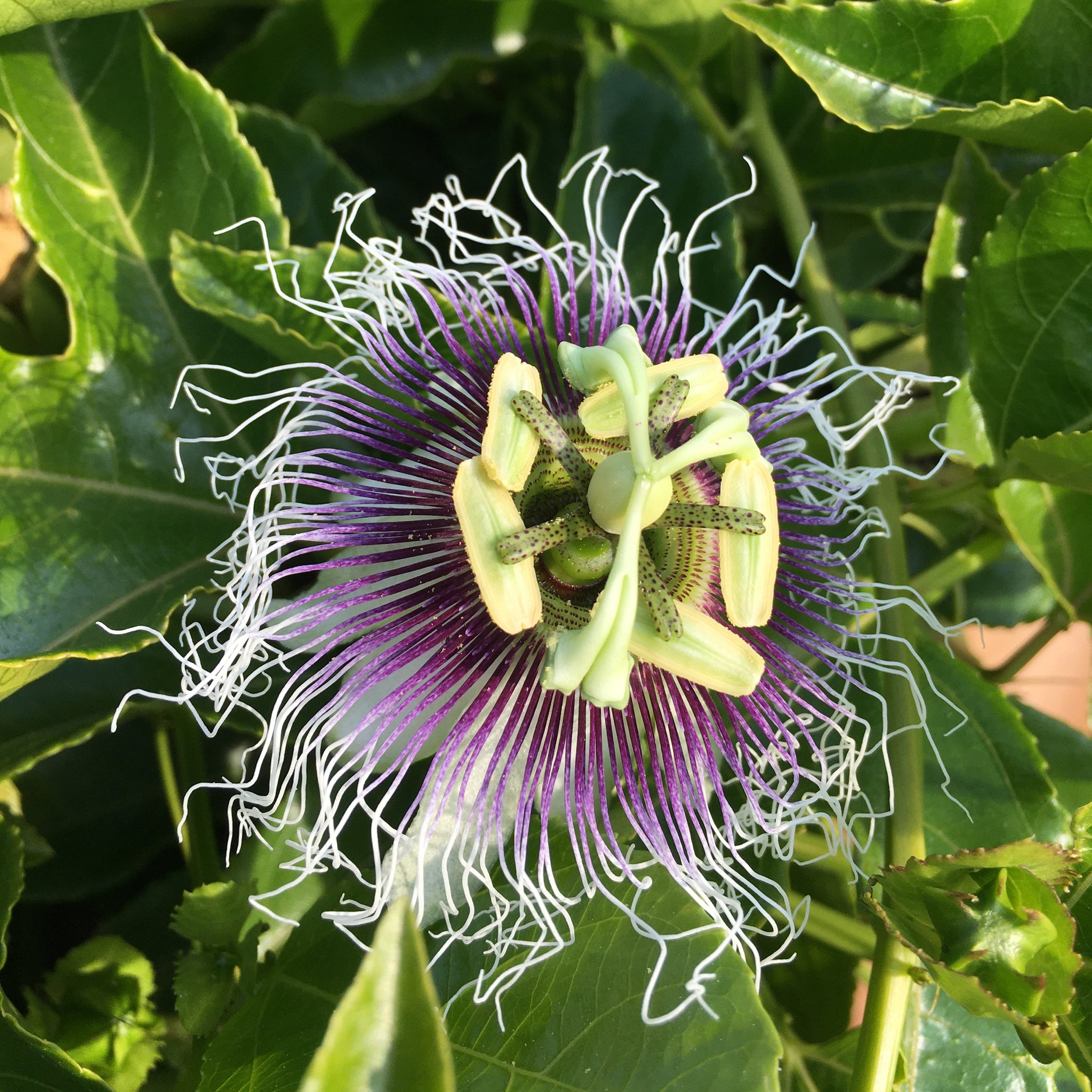 Passion Fruit 'Frederick' 