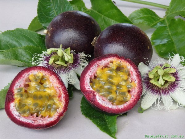 Passion Fruit 'Frederick' 