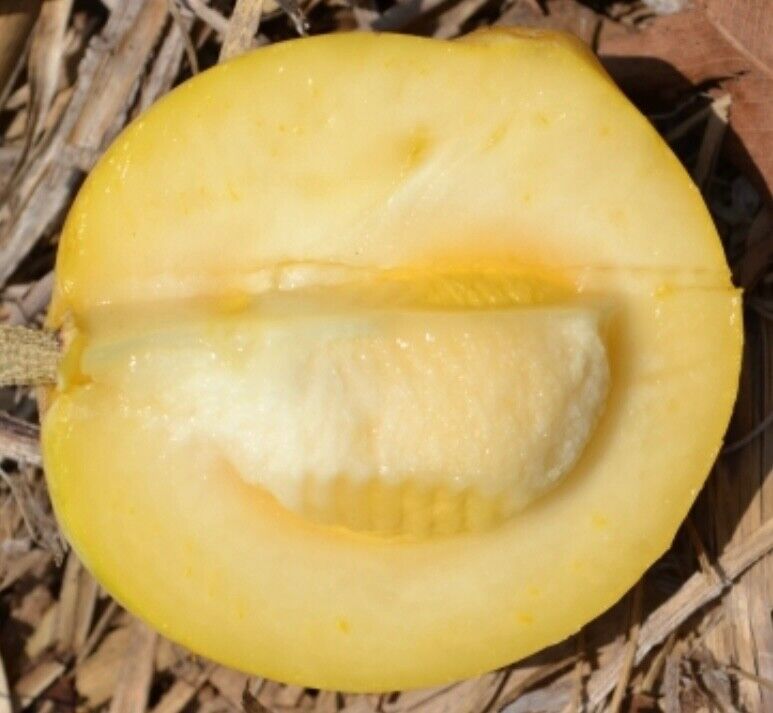 White Sapote