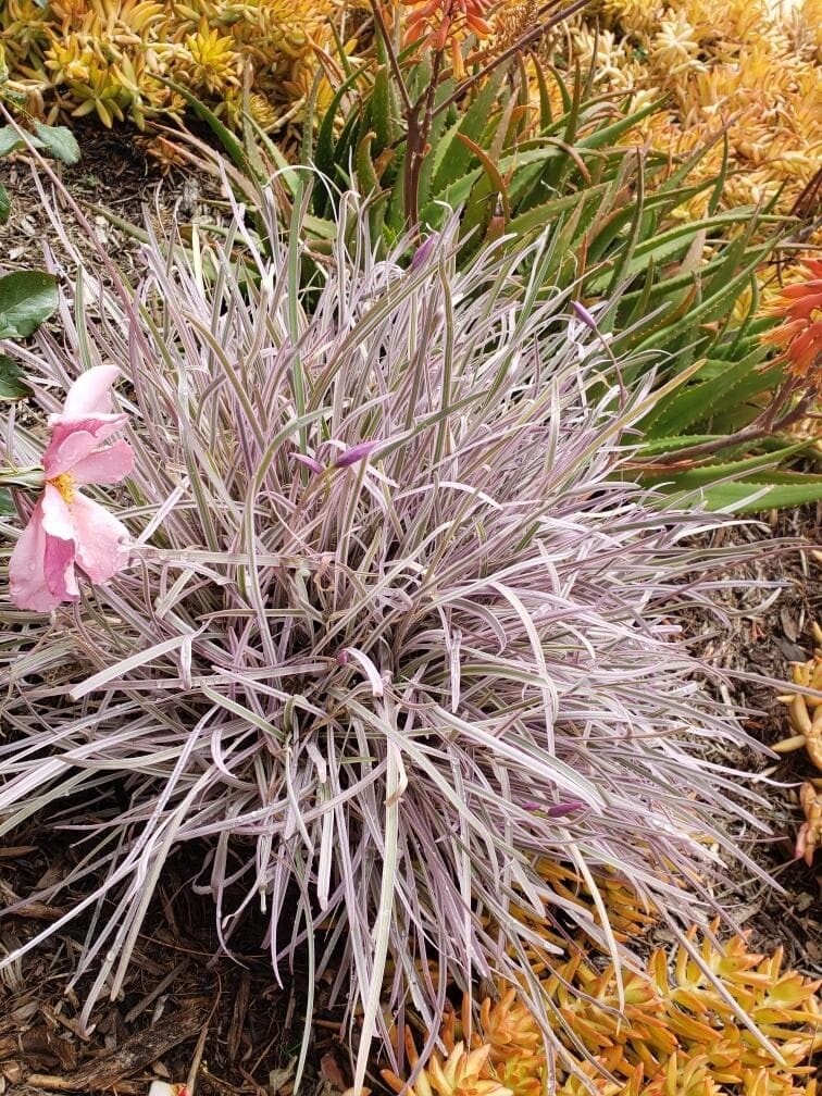 Purple Society Garlic