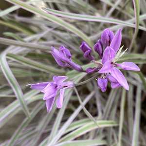 Purple Society Garlic