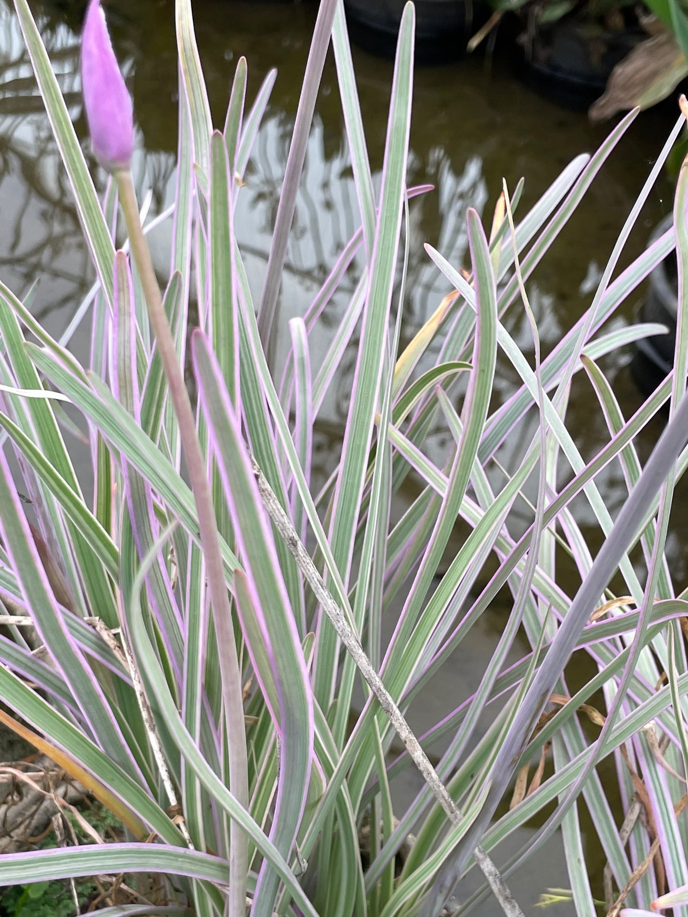 Purple Society Garlic