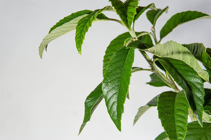 Loquat 