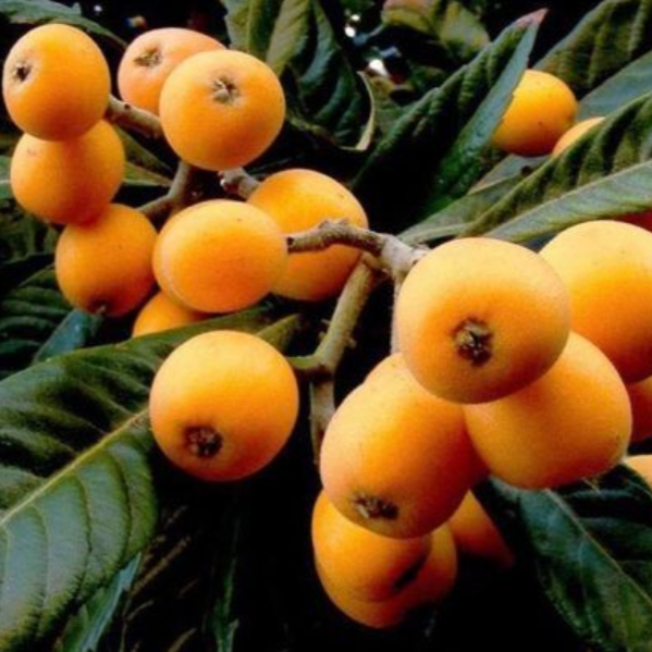 Loquat 