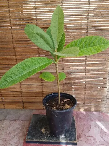 Loquat 