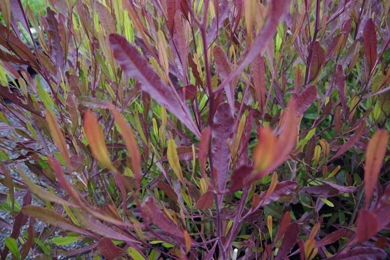 Purple Hopseed