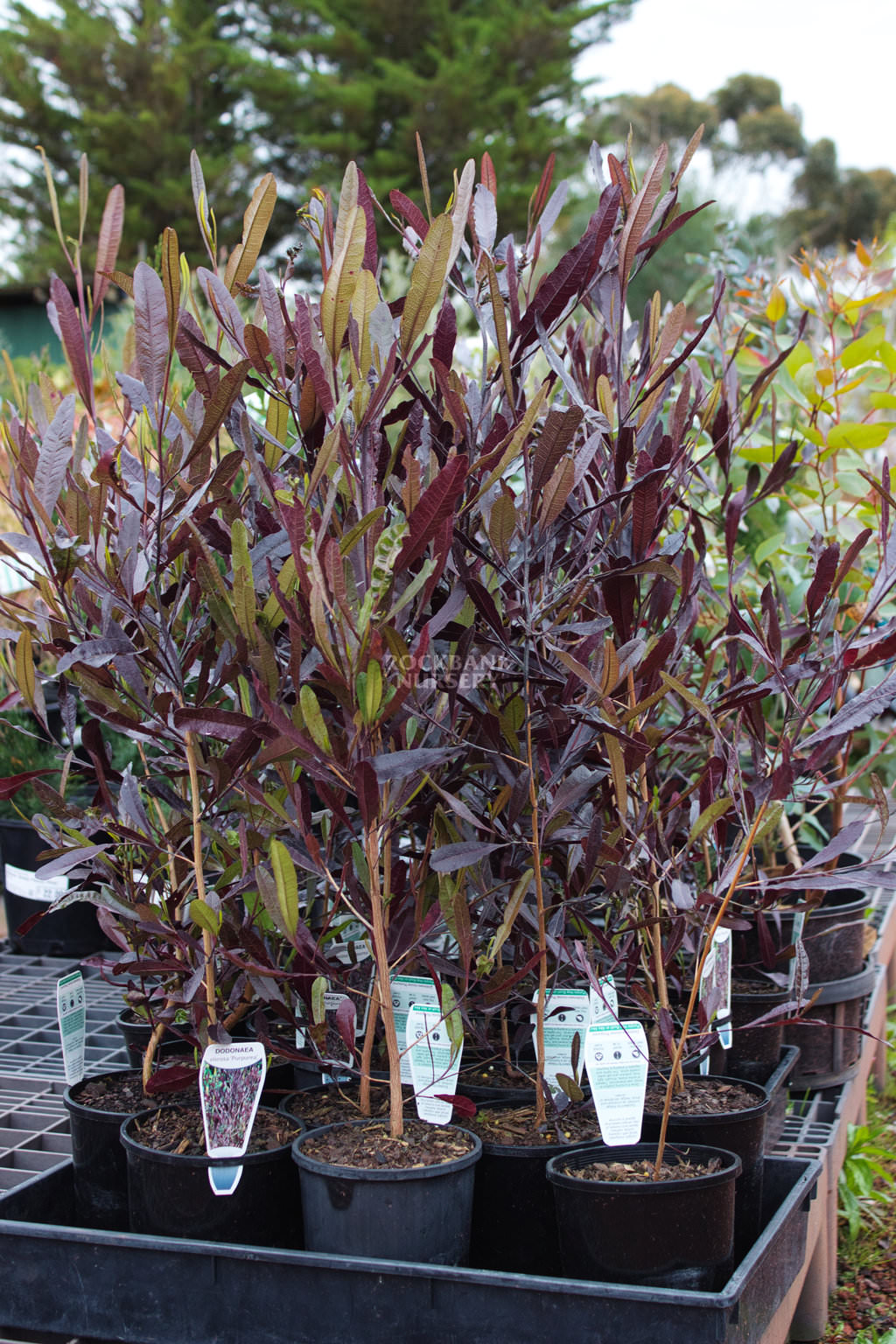 Purple Hopseed