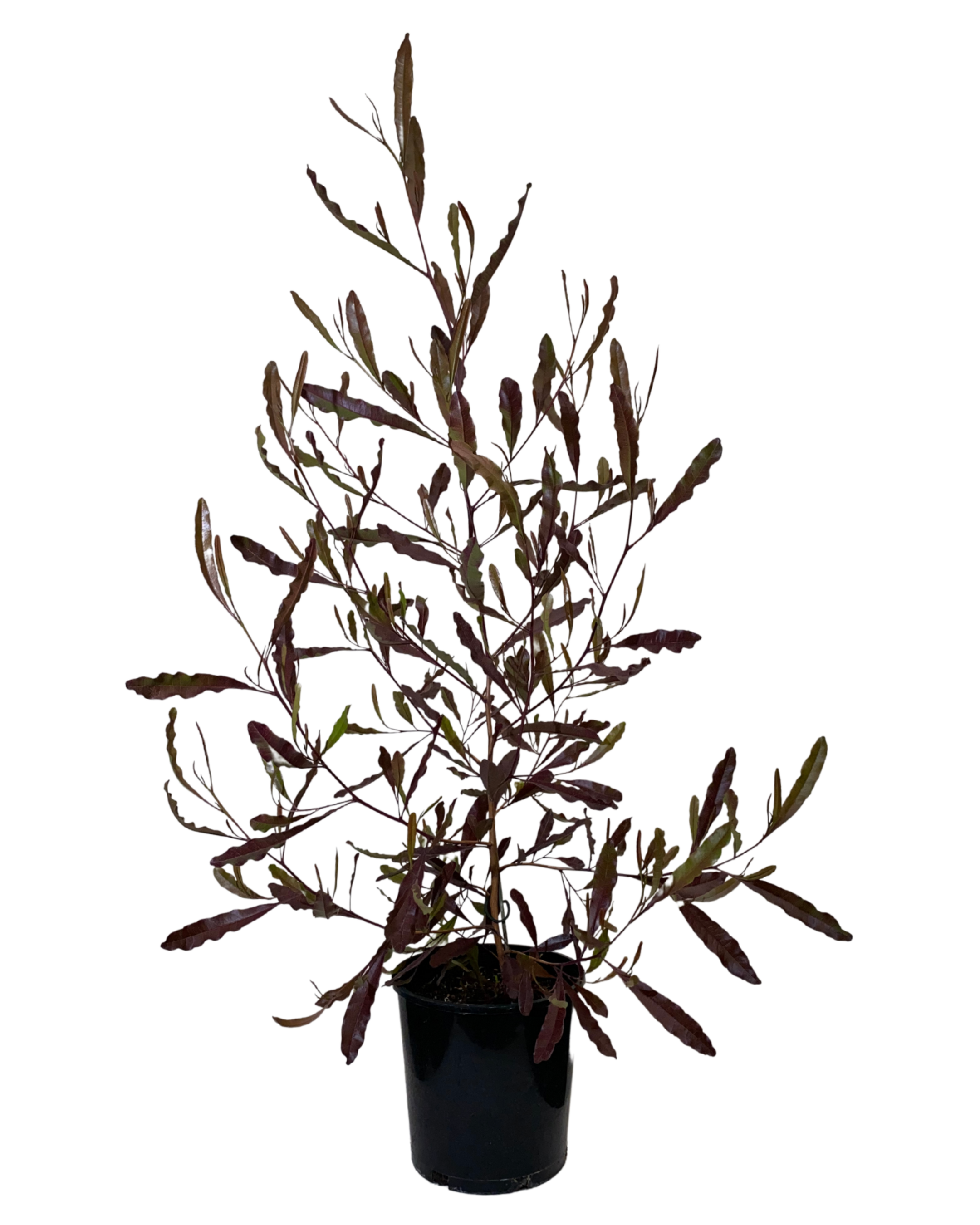 Purple Hopseed