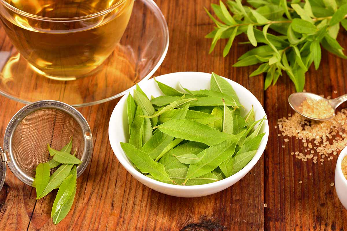 Lemon Verbena