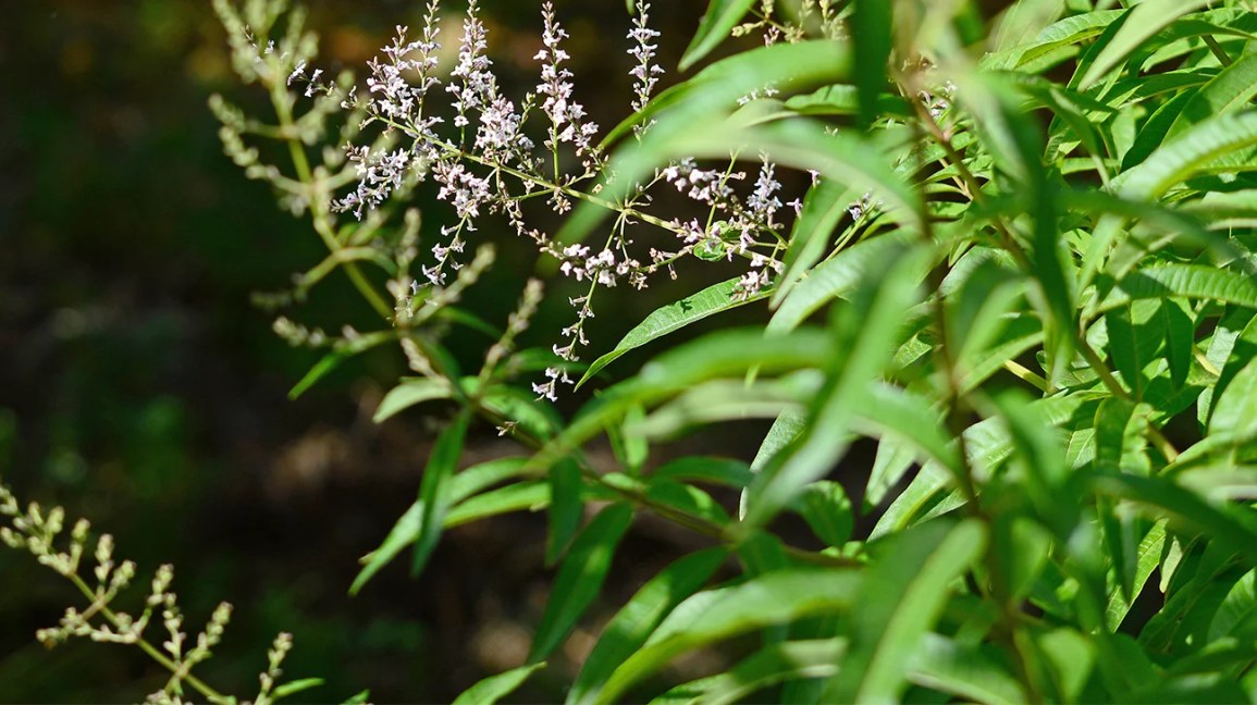 Lemon Verbena