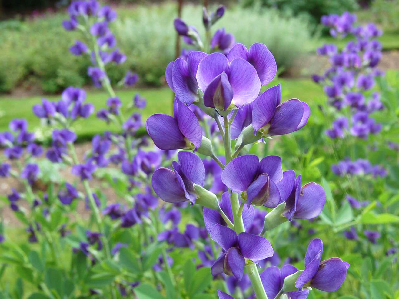 False Indigo