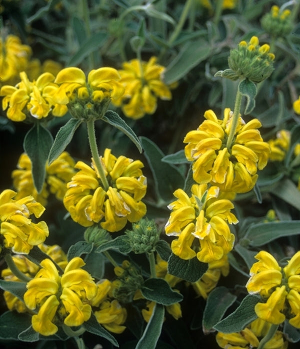 Jerusalem Sage