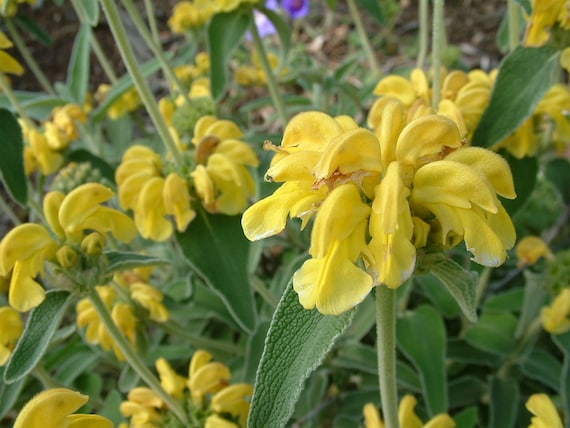 Jerusalem Sage