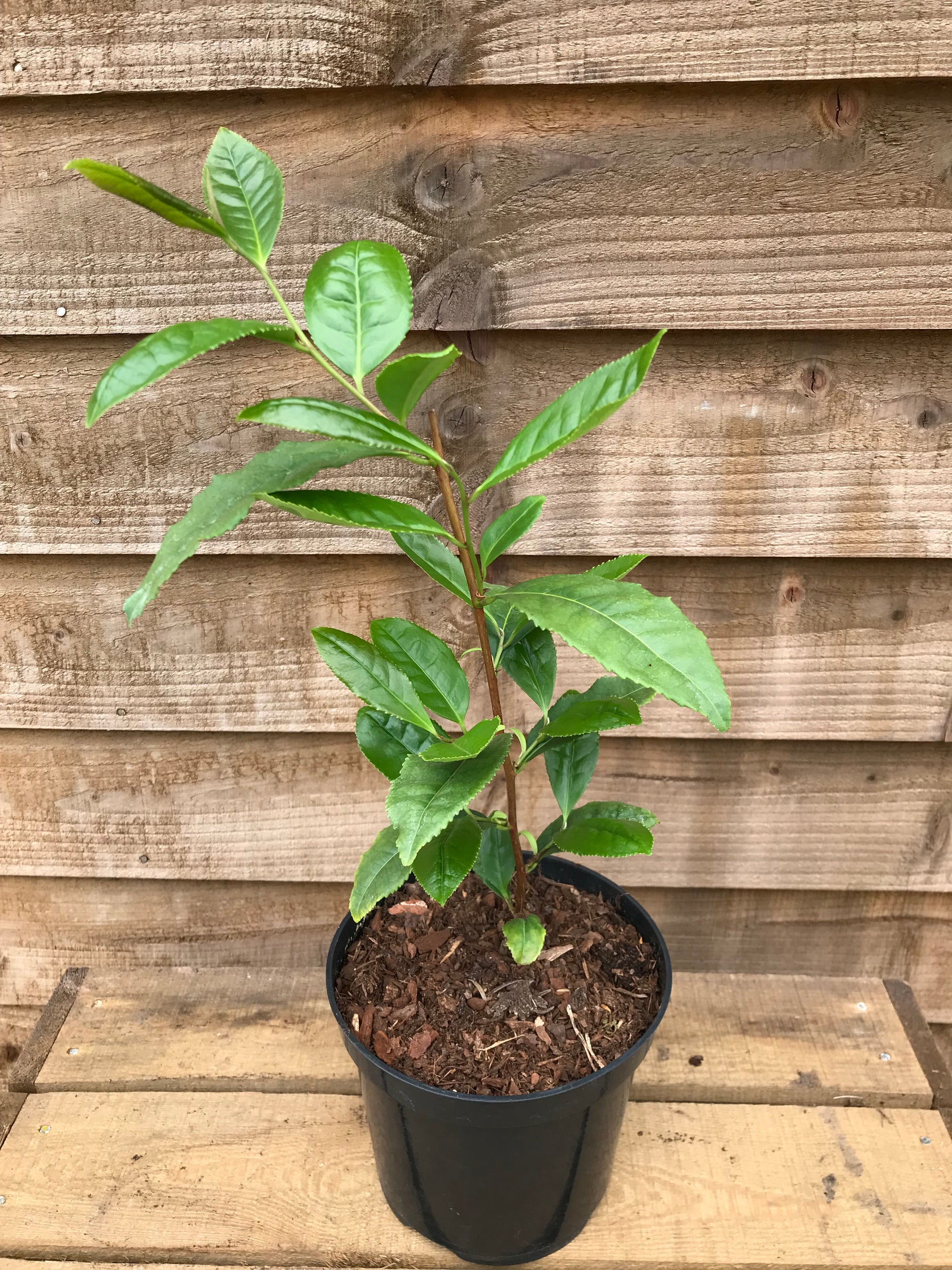 Tea Camellia Plant