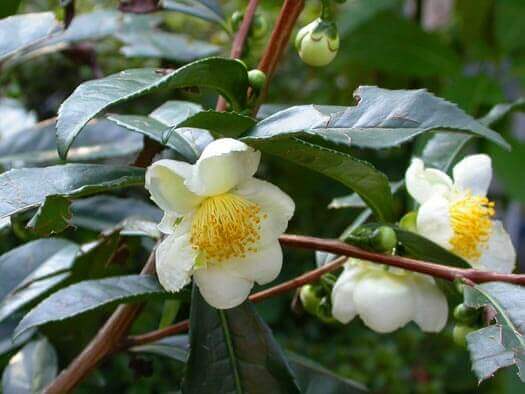 Tea Camellia Plant