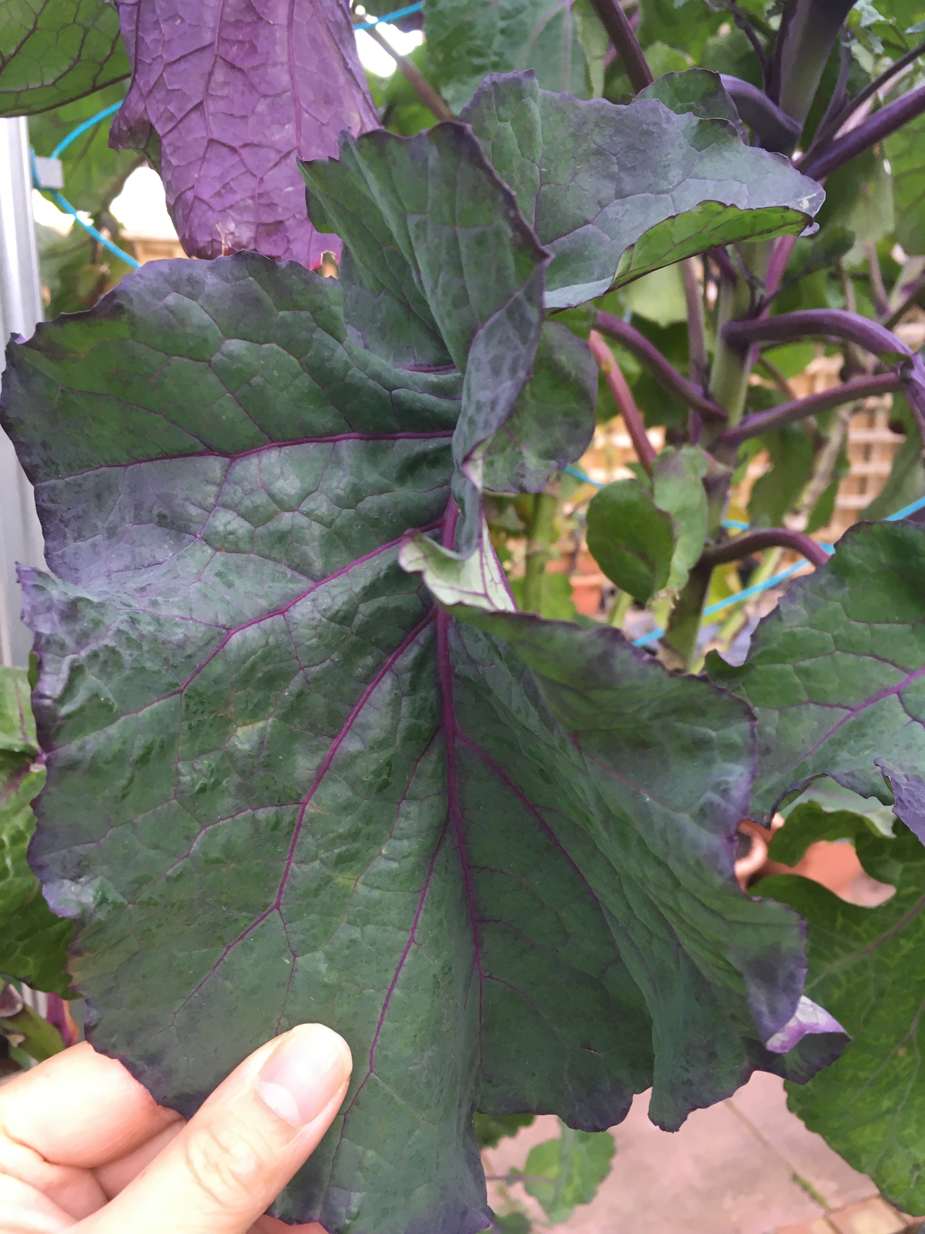 Purple Tree Collards