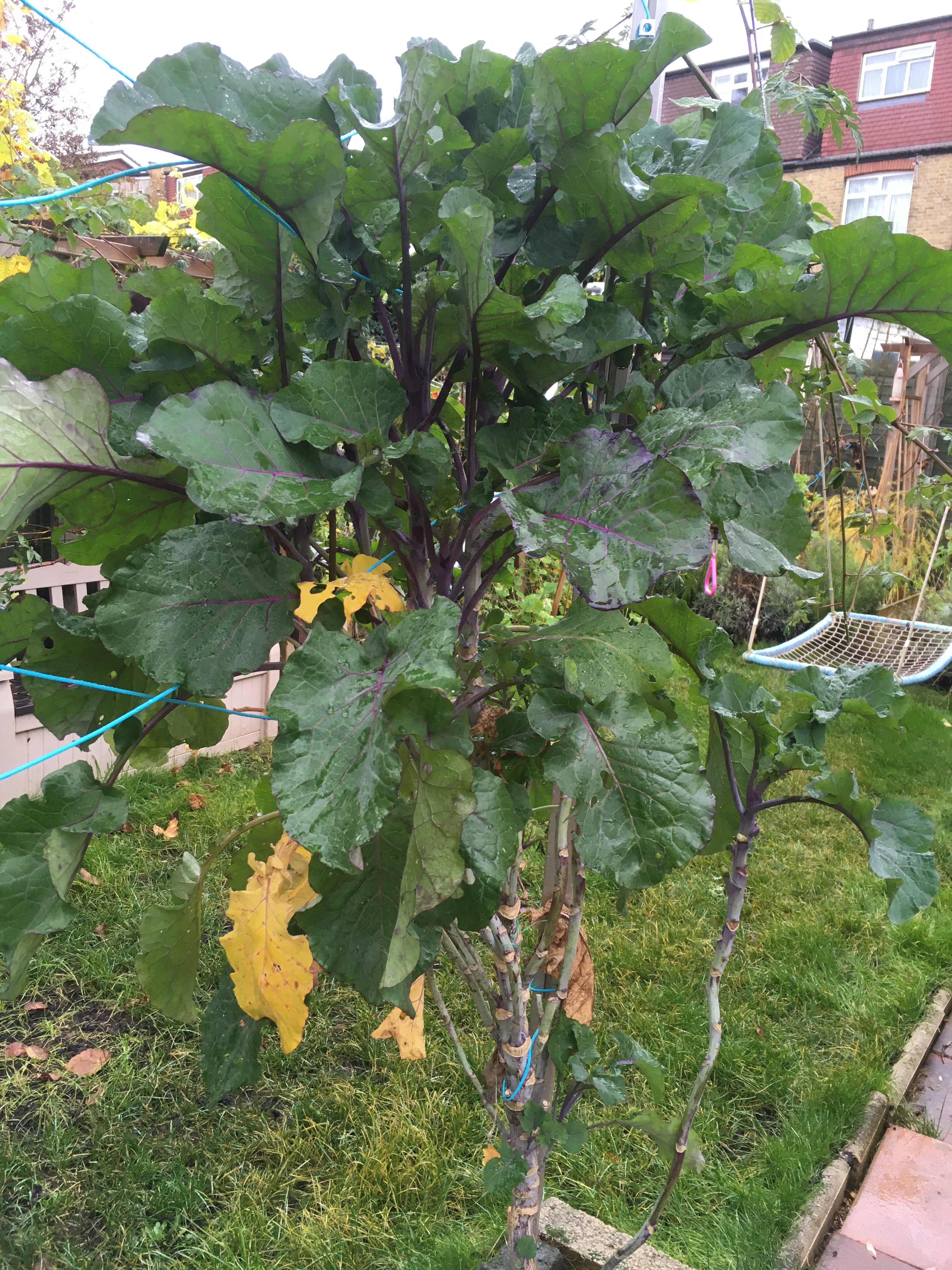 Purple Tree Collards