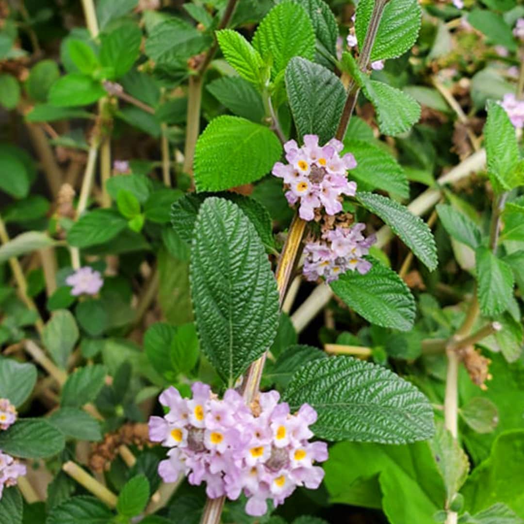 Pitiona Oaxaca Lemon Verbena