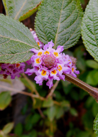 Pitiona Oaxaca Lemon Verbena
