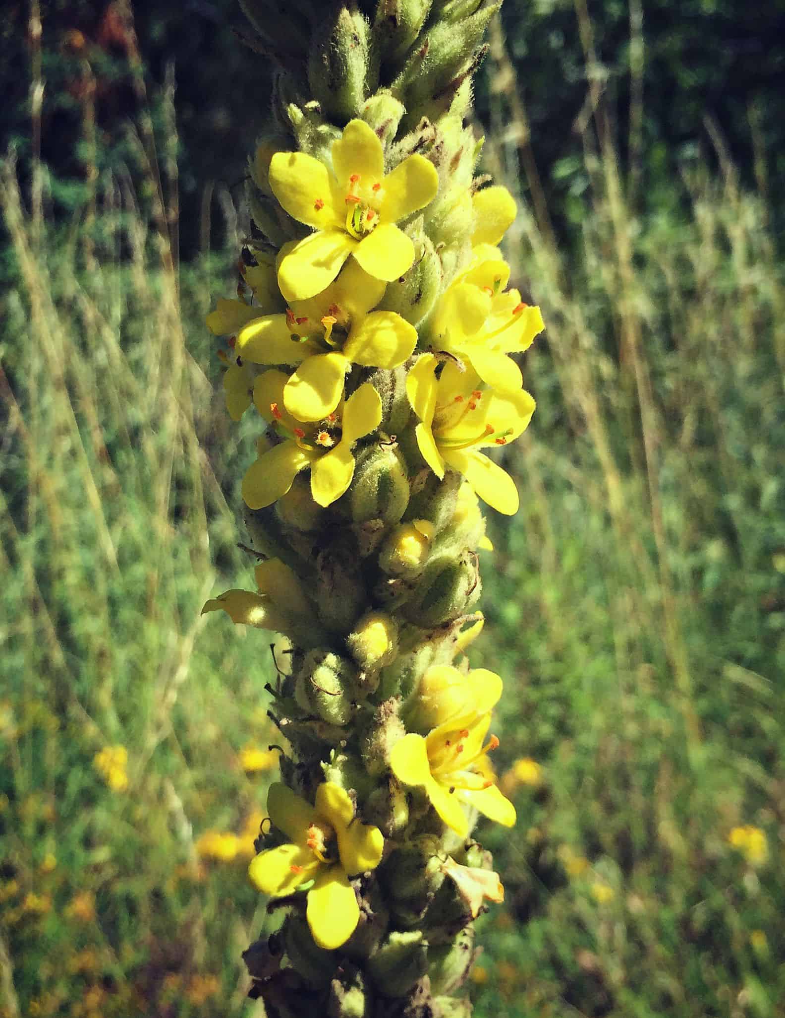 Mullein
