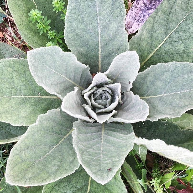 Mullein