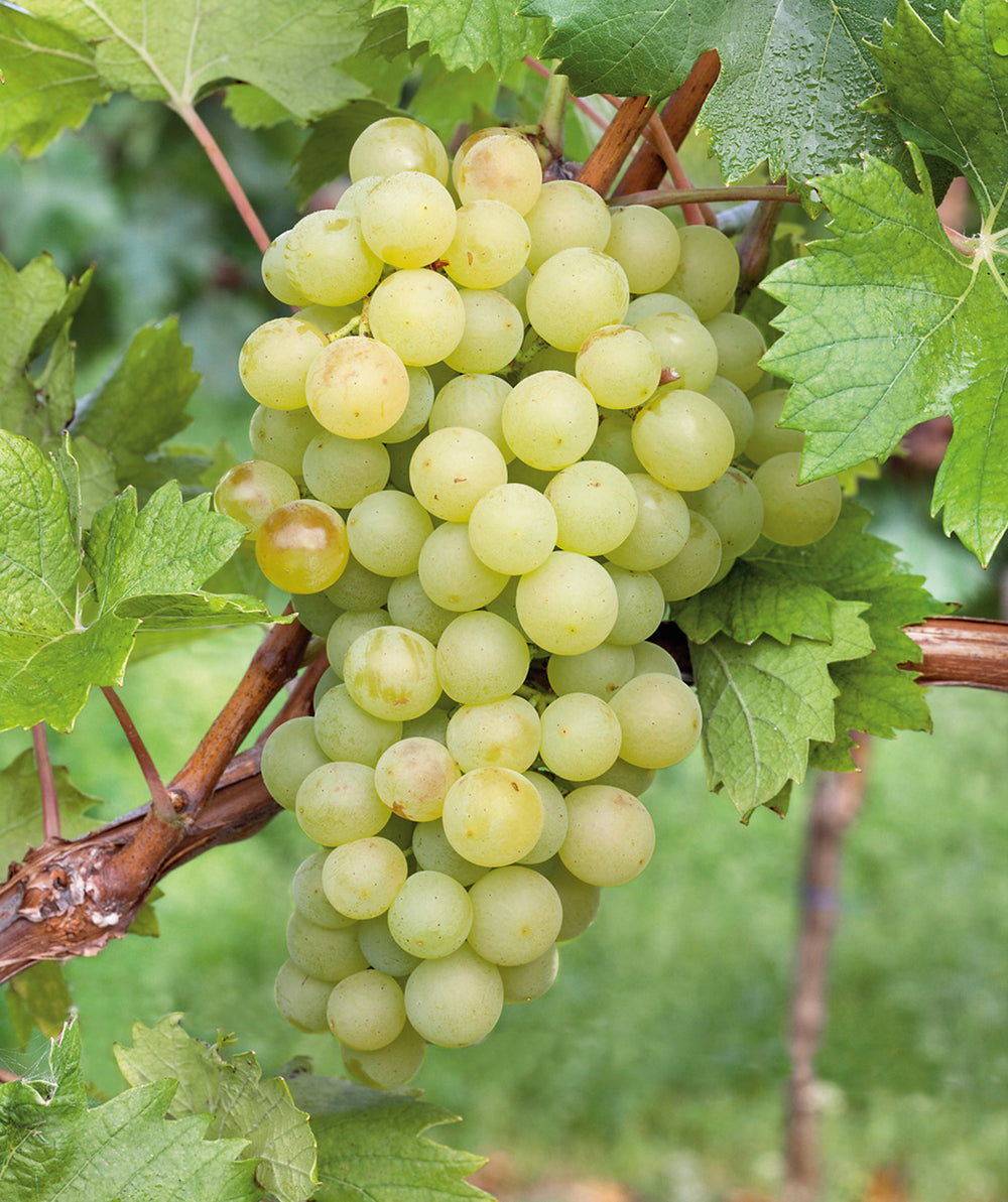 Grape 'Interlaken'