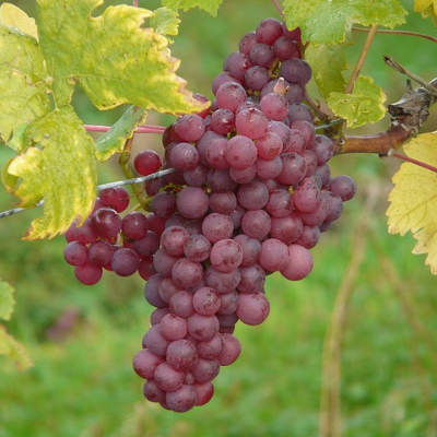 Grape 'Ruby Seedless'