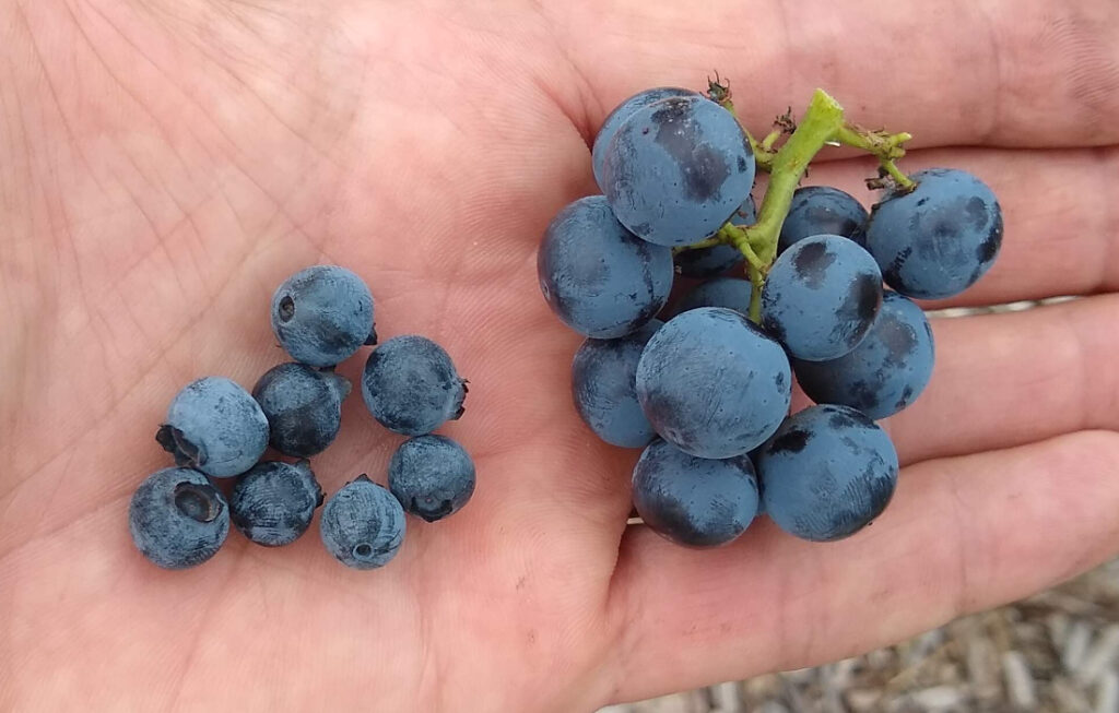 Grape 'Blueberry'