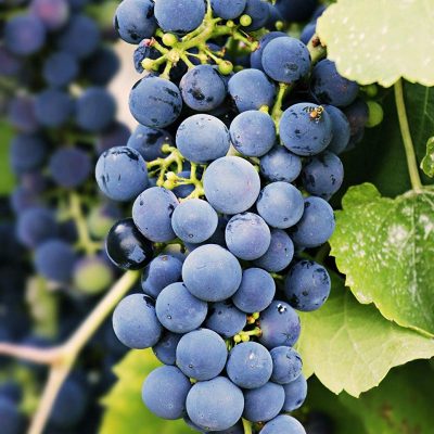 Grape 'Blueberry'