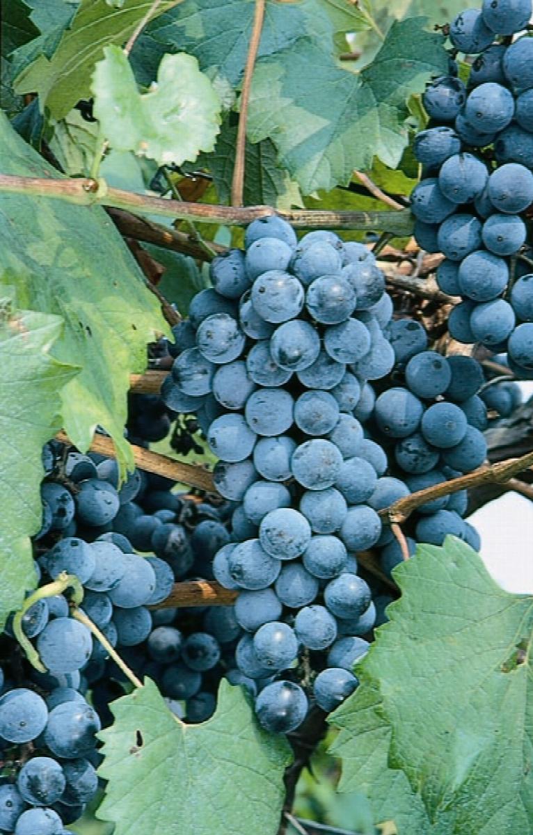 Grape 'Eastern Seedless'