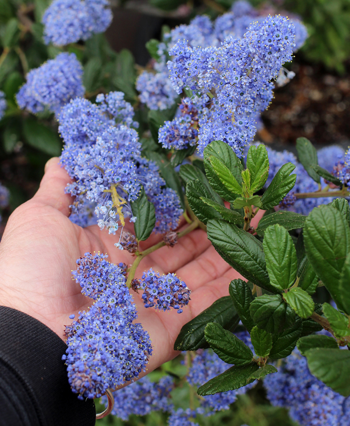 Ceanothus 'Ray Hartman'
