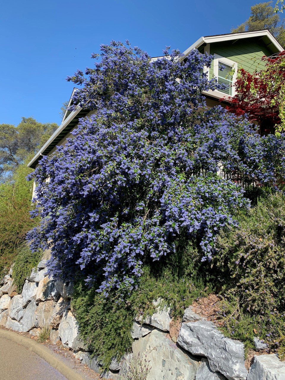 Ceanothus 'Ray Hartman'