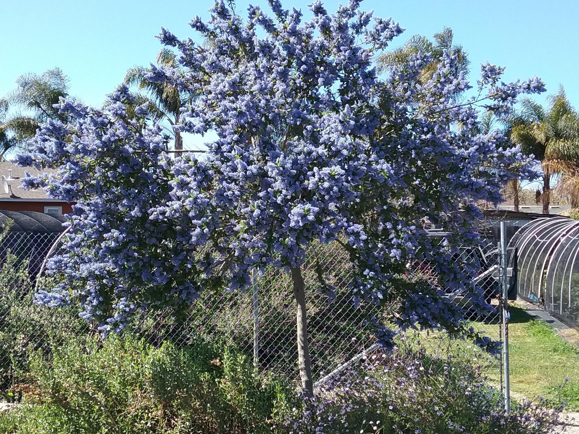 Ceanothus 'Ray Hartman'