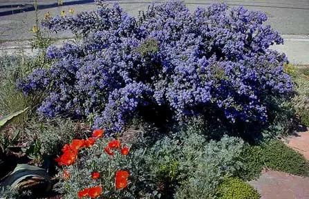 Ceanothus 'Dark Star'