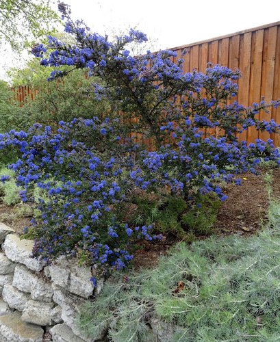 Ceanothus 'Dark Star'